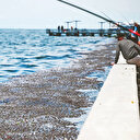 İzmir'in balıkları plastik yüklü