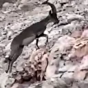 Nesli tükenme tehlikesi ile karşı karşıya: Siirt'te böyle görüntülendi