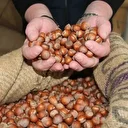 Aroması ve yağ oranıyla beğenilen Giresun fındığı zirvede: Kilosu 350 liraya ulaştı