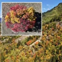 2 bin 400 ile 3 bin metre rakım arasında kalıyor: Sonbahar Karadeniz’de ilk bu köye uğruyor