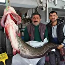 Altınkaya Barajı’nda 85 kiloluk dev yayın balığı yakalandı