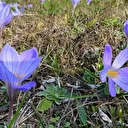 Ilgaz Dağı sonbahara büründü: Yayladan dönüşün habercisi ‘vargit’ler açtı