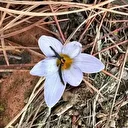 Bu çiçeği koparana 557 bin TL ceza