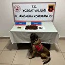 Yozgat’ta şüpheli şahsın aracında bonzai ele geçirildi