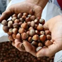 Türkiye fındık ihracatından 9 ayda 1,6 milyar doları aşkın gelir sağladı