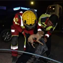 Kanalizasyon borusuna sıkışan köpek yavrusu 6 saatlik operasyonla kurtarıldı
