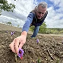 Dünyanın en pahalı baharatı: Kilosu 450 bin TL’den satılıyor!  Soğuk havalardan dolayı erken çiçek açtı