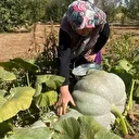 Hiçbir ilaçlama yapmadan iki haftada bal kabakları 40 kiloya ulaştı: Çavdar çifti gözlerine inanamadı