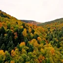 Samsun’un Alaçam ilçesinde sonbahar büyüsü: Ormanlar renk cümbüşüne dönüştü