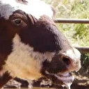 Aydın'da 12 mahalle şap hastalığı nedeniyle karantinaya alındı