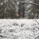 Bolu’nun beyaz örtüsünde kızıl geyik güzelliği: Karlı ormanda görüntülendi