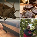 Uzmanlardan Kahverengi Kokarca Böceği alarmı! 'Evlere sızıyor, anafilaksi riski taşıyor'