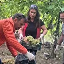 Seydikemer’de bazı üzümlerde yasaklı aktif madde tespit edildi