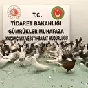 Gürbulak Gümrük Kapısı'nda "cancan" cinsi 85 güvercine el konuldu
