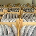 Sinop'ta balıkçılar bir gecede 3 bin 200 palamut avladı