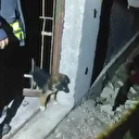 Demir korkuluklara sıkışan yavru köpek itfaiye ekiplerince kurtarıldı