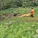 Rize’de uçuruma yuvarlanan inek vinçle kurtarıldı