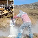 Gümüşhane’de şarbon alarmı: 6 köye giriş çıkış yasaklandı