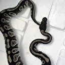 Polis kontrolünde sürpriz misafir: Cebinden yavru piton yılanı çıktı