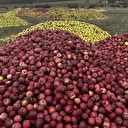 Isparta'da döküntü elmalar meyve suyu olmak için toplanıyor