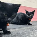 Katalonya'da kara kedi alarmı: Sahiplenmek yasaklandı