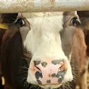 Çal’da 2 mahallede şap tespit edilmesi üzerine 19 mahalle karantinaya alındı