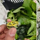 Türkiye'ye sokulması yasak: Yolcu otobüsünde yakalandı