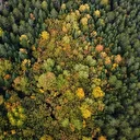 Renklerin şöleni: Karabük’ün ormanları sonbaharda görsel ziyafet sunuyor