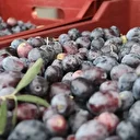 Fethiye’de zeytin hasadı başladı: Hem kaliteli hem de ucuz