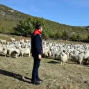 Bolu’da tiftik keçisine 3 milyon liralık destek