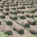 Geldiklerinde nüfus 400'dü: Köyde kurdular göç tersine döndü! 8 ülkeye ihraç ediyor, ünlü futbol sahalarına rulo çim veriliyor