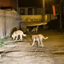 Kağızman’da sokak köpekleri tehlike saçıyor: Vatandaşlar ve veliler tedirgin