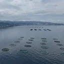 Karadeniz'den 31 ülkeye 278,7 milyon dolarlık su ürünü ihracatı