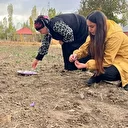 Hakkari'de ilk kez ekildi: Kilosu 600 bin TL'yi buluyor