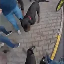Mersin'de sokakta ağızlıksız gezdirilen köpek dehşet saçtı