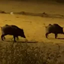 Yüksekova’da domuz sürüsü böyle görüntülendi