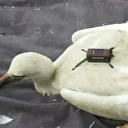 Karahacılı leylek 3 yılda yaklaşık 22 bin kilometre katetti