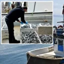 Bakanlıktan su ürünlerine denetim: 10 ayda 127 milyon lira ceza kesildi