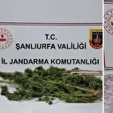 Şanlıurfa'da uyuşturucu operasyonu: 4 şüpheli yakalandı