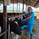 Erzincan'ın Refahiye ilçesindeki bazı köylerde şap karantinası başlatıldı