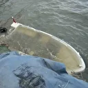 Edremit Körfezi'nde şiddetli lodos: Tekneler dev dalgalara dayanamadı, batıp sahile sürüklendi