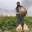Rekor kıran mahsul: Konya’da tarladan 24 kiloluk dev şeker pancarları çıktı