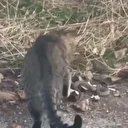 Tunceli'de koca engerek ile kedinin mücadelesi kamerada