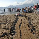 Muğla'da tedavileri tamamlanan deniz kaplumbağaları Cumhuriyet'in 102. yılı kapsamında denizle buluştu