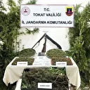 Tokat’ta jandarmadan kenevir operasyonu: 1 gözaltı