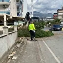 Kuruyan çam ağacı ağırlığa dayanamayarak yola devrildi