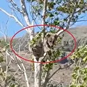 Bayburt’ta bir köyü alarma geçirmişti: Köpeklerden kaçan yavru ayı bu kez ağaç üstünde görüldü