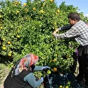 Mevsimin en ucuz meyvesi: Bahçede 8 TL’ye kadar düştü