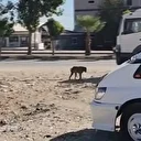 Sahipsiz köpek sürüsü tehlike saçtı: Çocuğu kovaladığı anlar kamerada