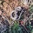 Dünyanın en zehirli yılanı: Mantar ararken karşılaştı